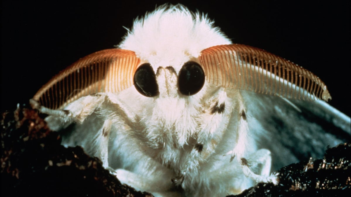 Microcosmos