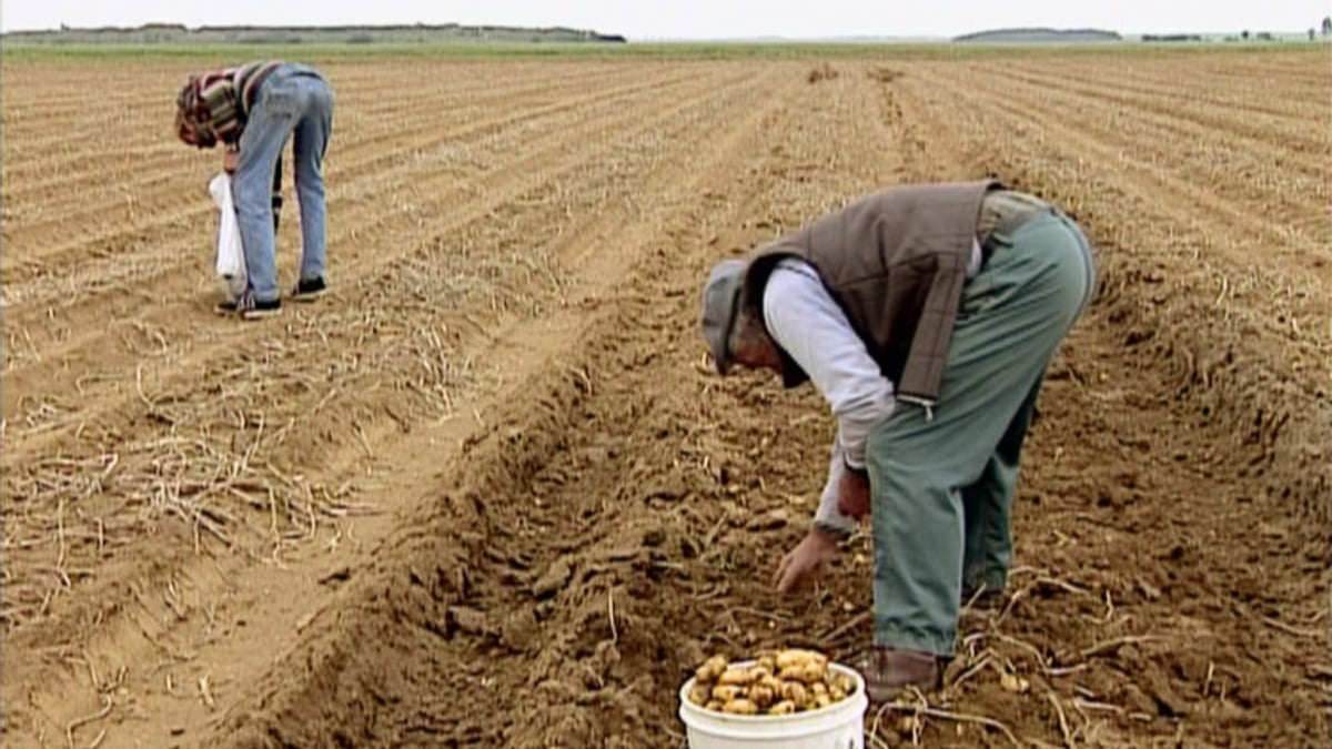The Gleaners and I