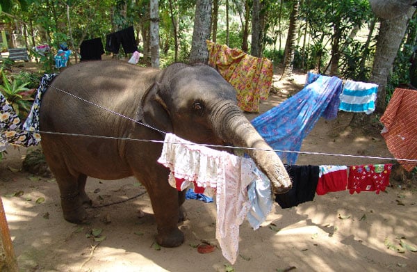 Chandani: The Daughter of the Elephant Whisperer