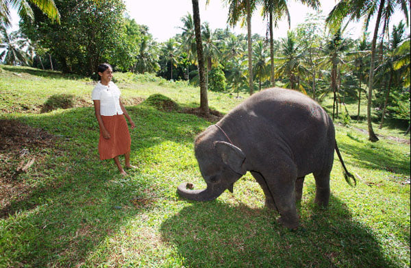 Chandani: The Daughter of the Elephant Whisperer