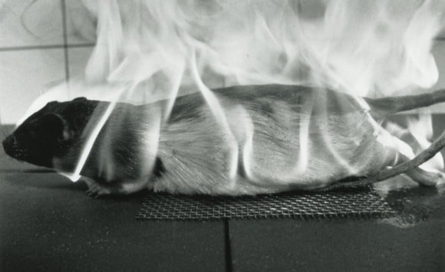 What Farocki Taught + Inextinguishable Fire