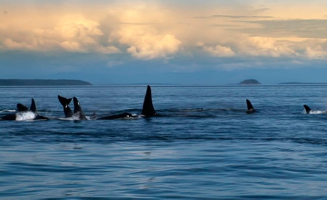 Blackfish