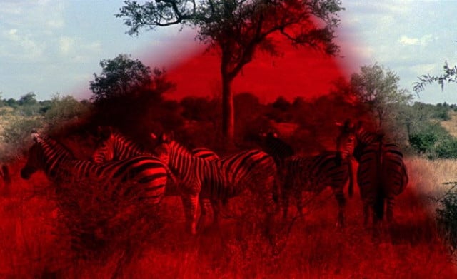 Afrique 50 and New Short Works