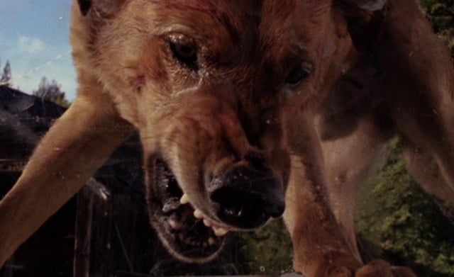 The Pack