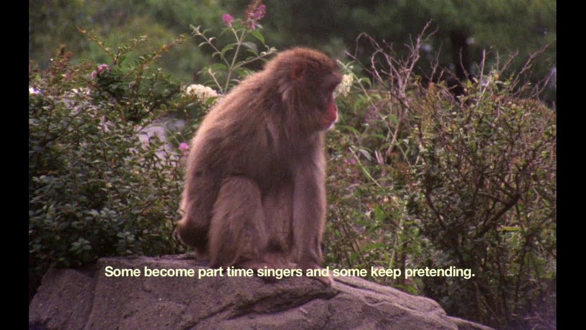 The Everyday Ritual of Solitude Hatching Monkeys