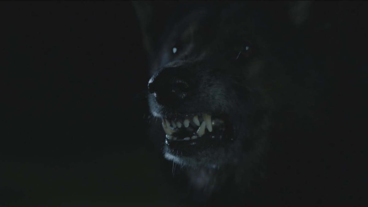The Pack