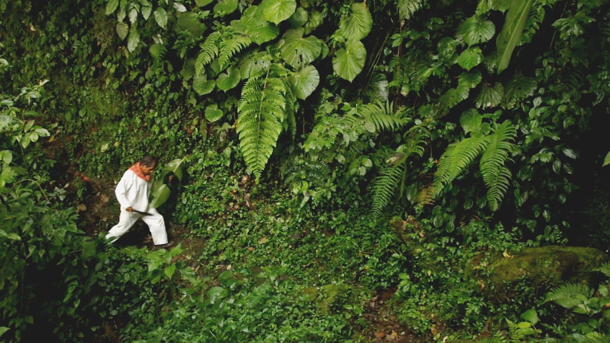The Modern Jungle