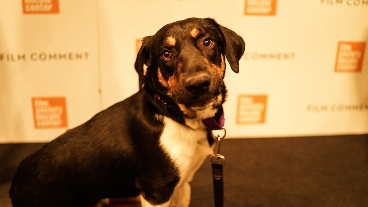 Photos: <i>High Flying Bird</i>, <i>Sunset</i> & More at Film Comment Selects 2019!