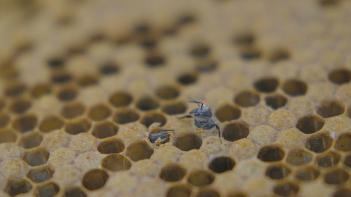 Swarm Season