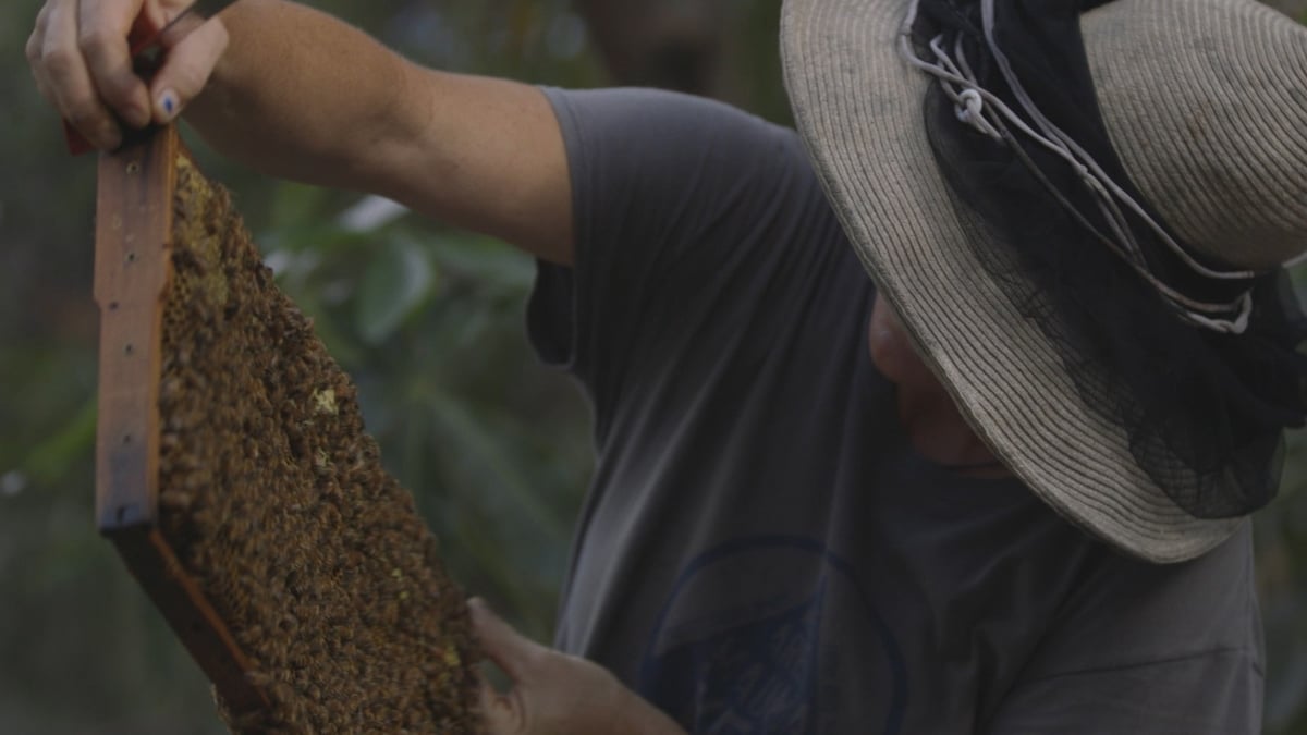 Swarm Season