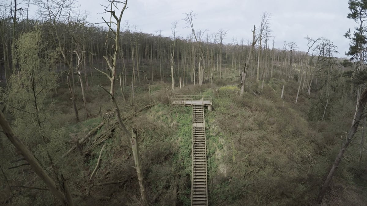 Acid Forest