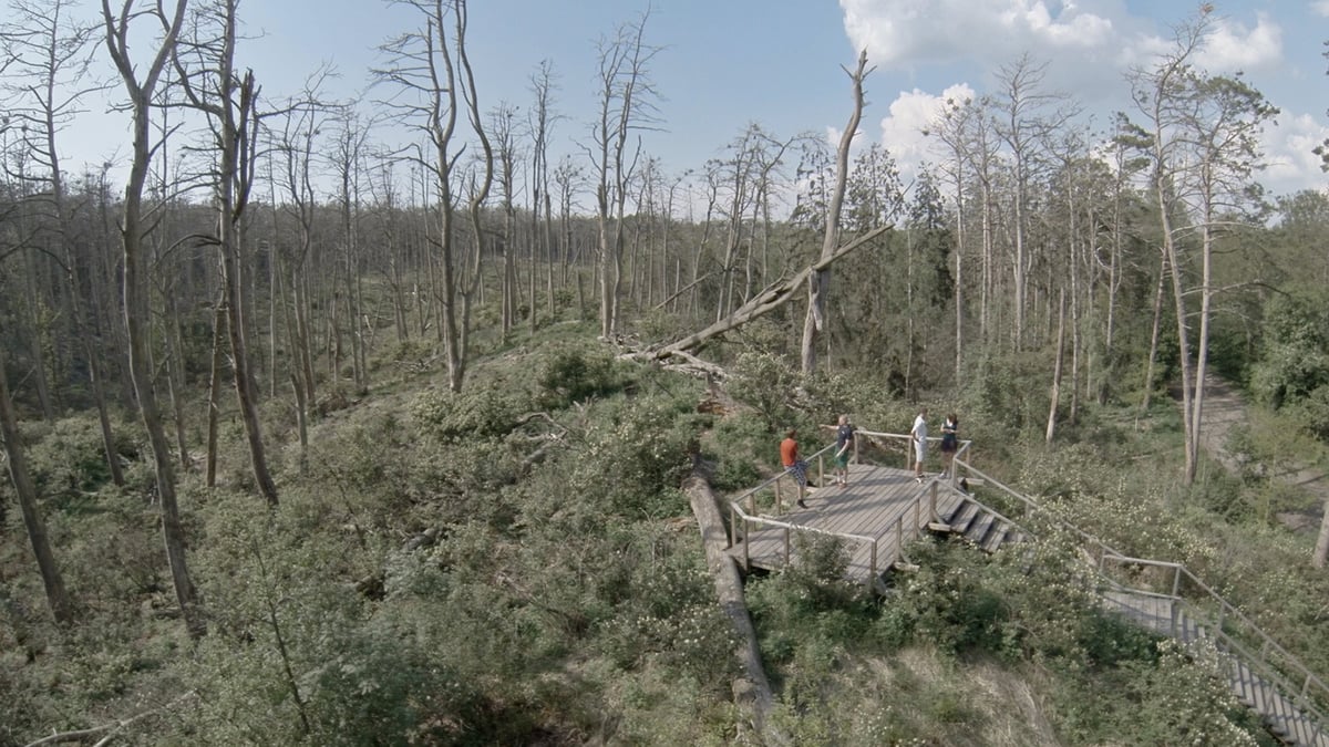 Acid Forest
