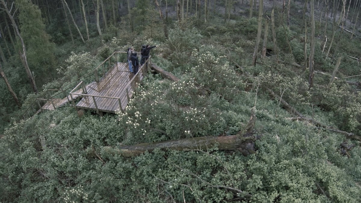 Acid Forest