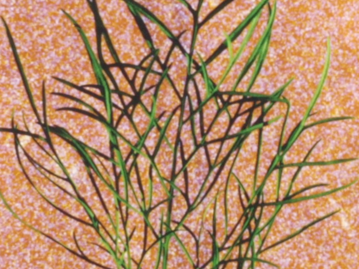 Currents Program 8: Vibrant Matter