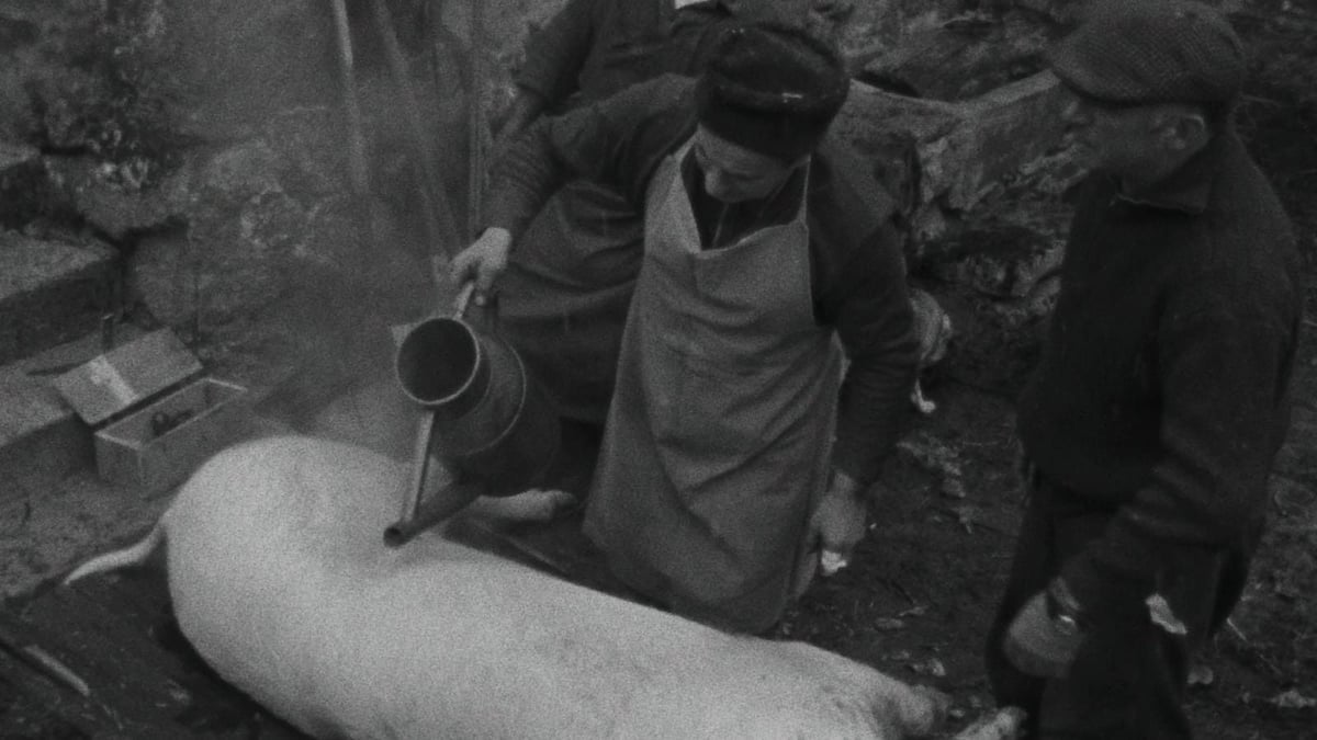 Le Cochon