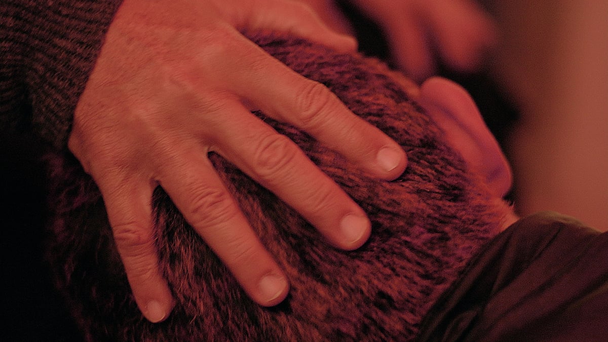 Shorts Program 1: The Animals That Therefore We Are