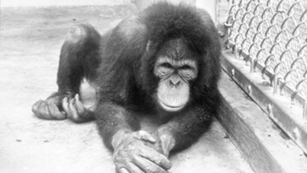 Primate