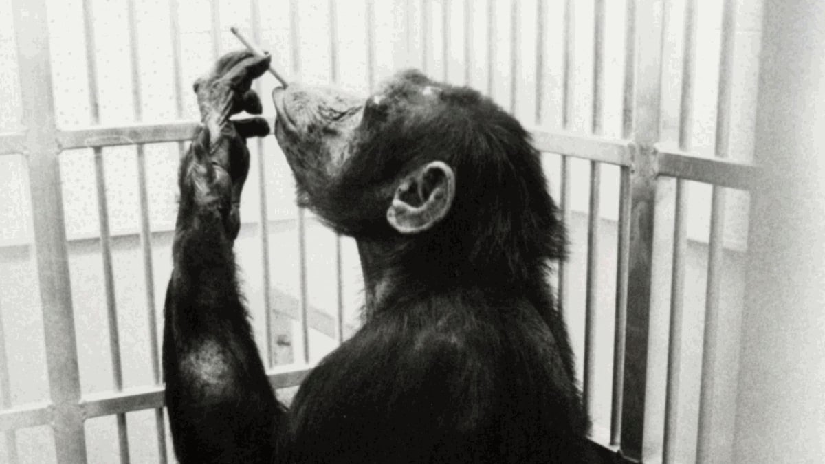 Primate