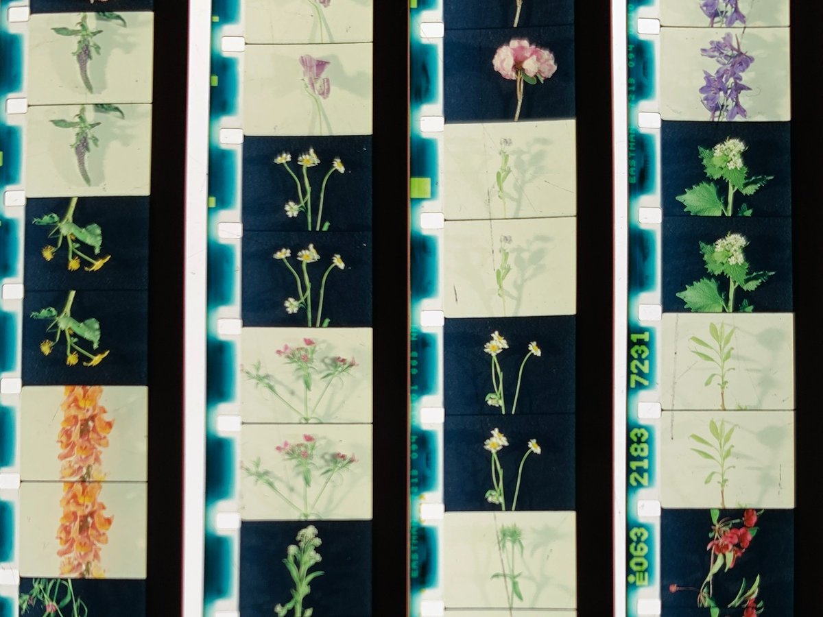 Currents Program 5: Fields of Vision