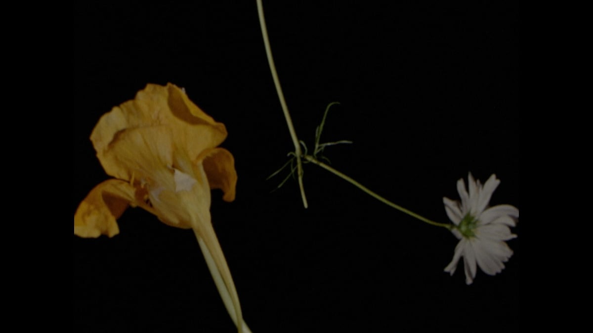 Currents Program 5: Fields of Vision