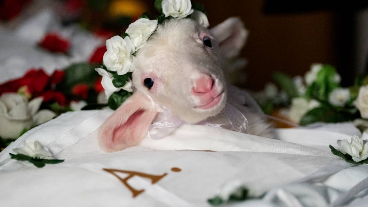 Agnus Dei