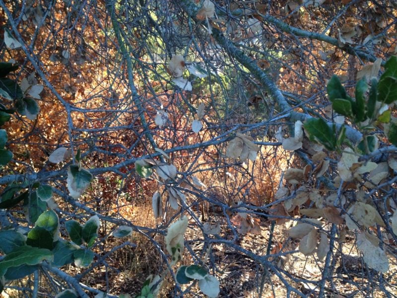 Autumn