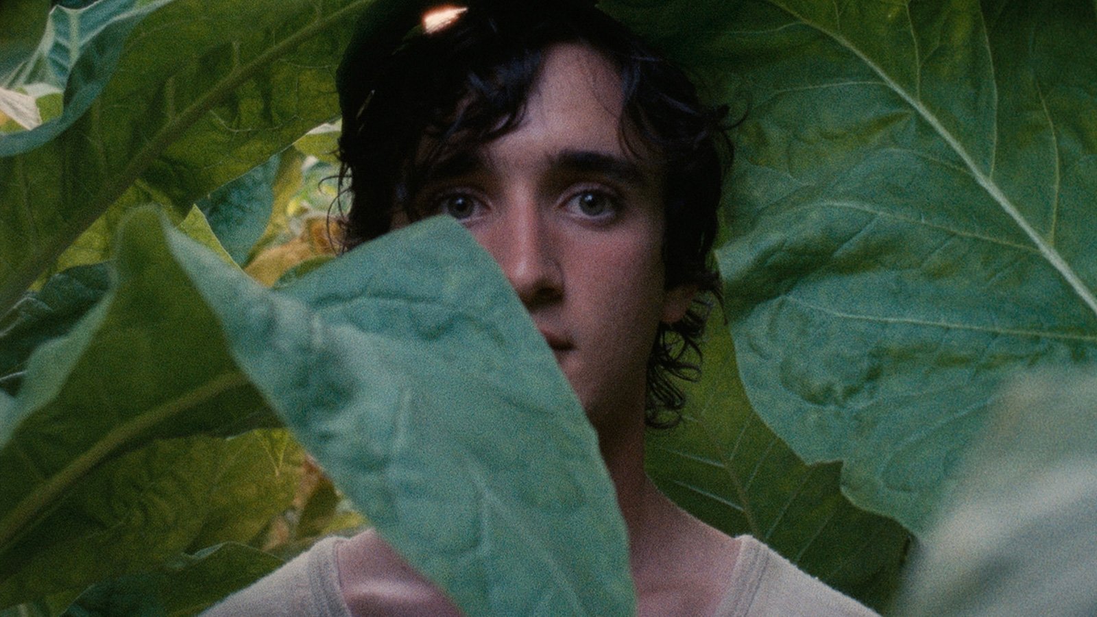 The Close-Up: A Guide to the 56th New York Film Festival from the Experts
