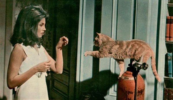 Eye of the Cat