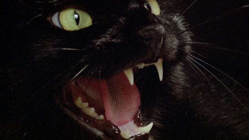 The Black Cat