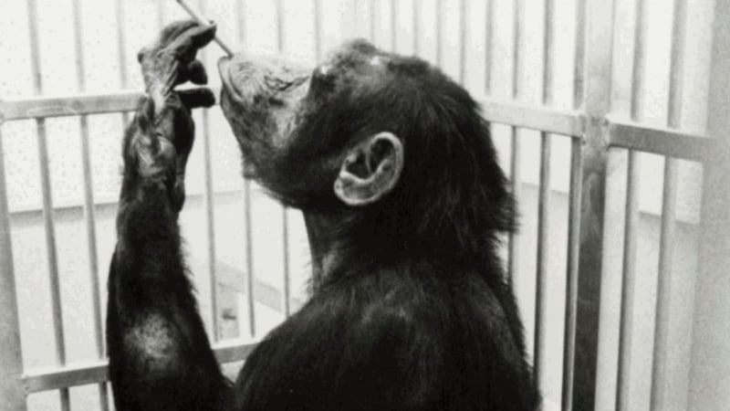 Primate