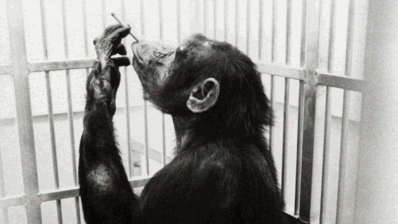 Primate