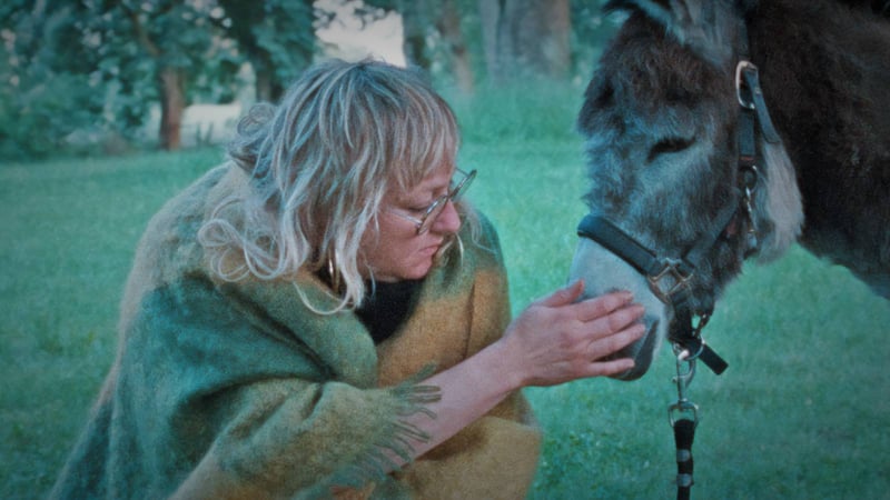 Donkey Days