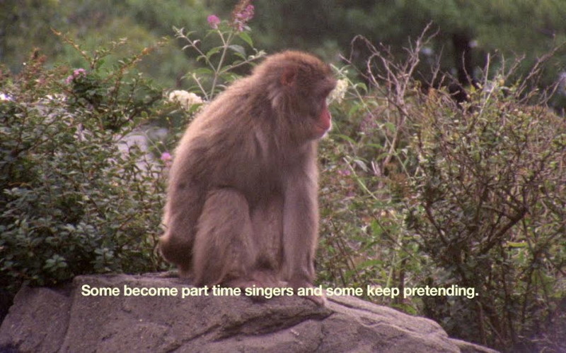 The Everyday Ritual of Solitude Hatching Monkeys